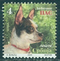 2026 сербия Собачка.jpg